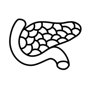 Icon for Endocrine / Hormone